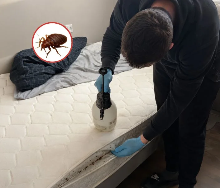 Technicien traitant un matelas contre les punaises de lit à Pontoise